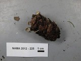 Baeospora myosura image