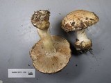 Hebeloma sinapizans image