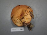 Clitocybe flaccida image