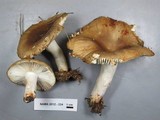 Russula cerolens image