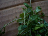 Peronospora alsinearum image