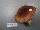 Russula xerampelina image