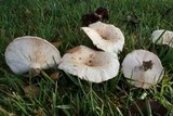 Lactarius pubescens var. betulae image