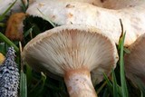 Lactarius pubescens var. betulae image