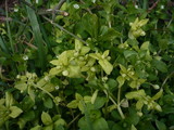 Peronospora alsinearum image