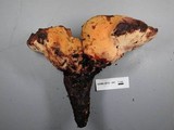 Fistulina hepatica image