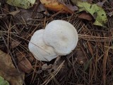 Clitocybe phyllophila image