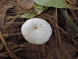 Clitocybe phyllophila image