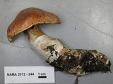 Cortinarius solis-occasus image