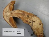 Cortinarius solis-occasus image