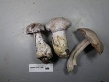 Cortinarius alboviolaceus image