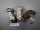 Cortinarius alboviolaceus image