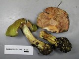 Cortinarius viridirubescens image