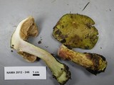 Cortinarius viridirubescens image