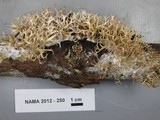 Lentaria byssiseda image