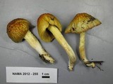 Bolbitius titubans var. olivaceus image