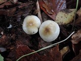 Hygrophorus occidentalis image