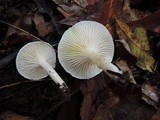 Hygrophorus occidentalis image