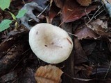 Lactarius cinereus image