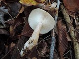 Lactarius cinereus image