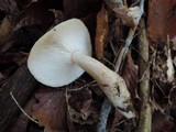 Lactarius cinereus image