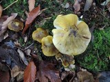 Tricholoma subsejunctum image