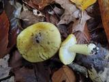 Tricholoma subsejunctum image