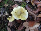 Tricholoma subsejunctum image