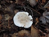 Tricholoma marquettense image