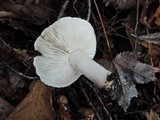 Tricholoma marquettense image