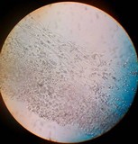 Leucoagaricus barssii image