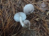 Tricholoma scalpturatum image