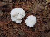 Clitocybe robusta image