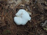 Clitocybe robusta image