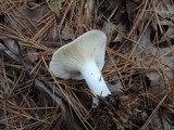 Clitocybe robusta image