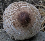 Chlorophyllum rachodes image