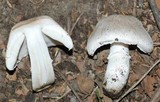 Leucoagaricus barssii image