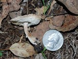 Leucoagaricus barssii image