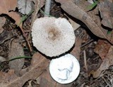 Leucoagaricus barssii image