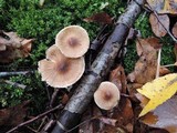 Inocybe splendens image