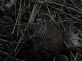 Dendrocollybia racemosa image