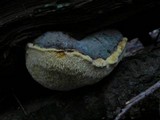 Oligoporus amarus image