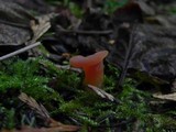 Guepinia helvelloides image