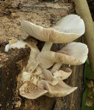 Pluteus petasatus image