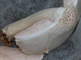 Pluteus petasatus image