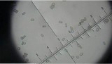 Pluteus petasatus image