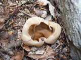 Peziza vesiculosa image