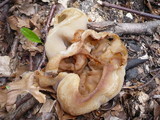 Peziza vesiculosa image
