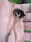 Panaeolus bisporus image