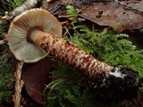 Echinoderma echinaceum image